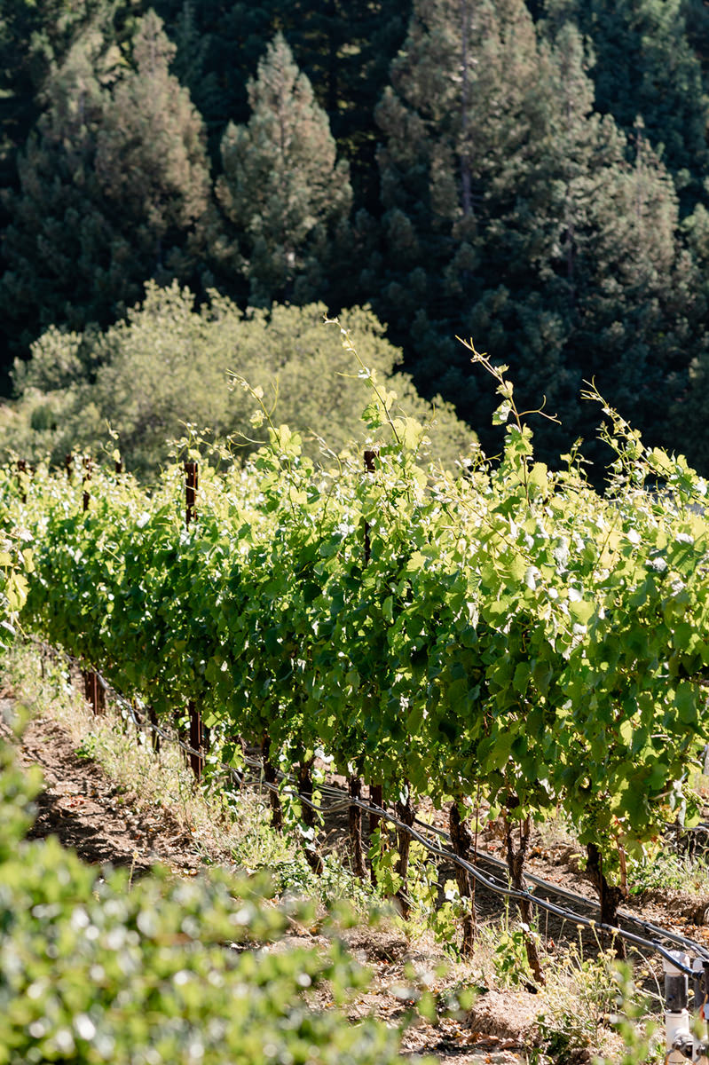 thomas fogarty winery wedding photography 2